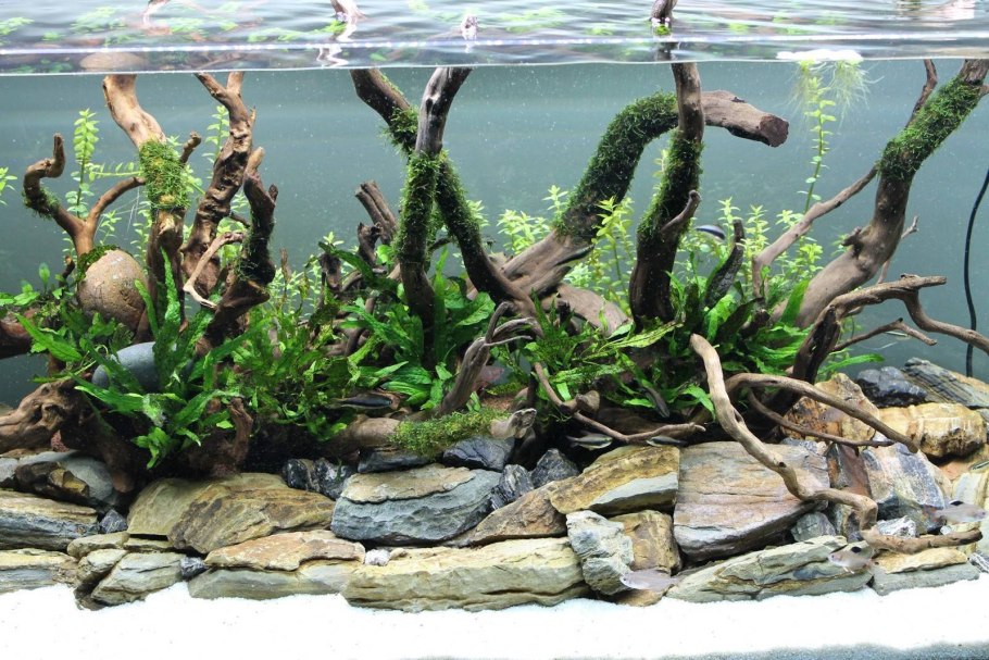 Аквариум с камнями и корягами и растениями