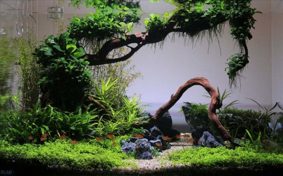 Акваскейп с корягами