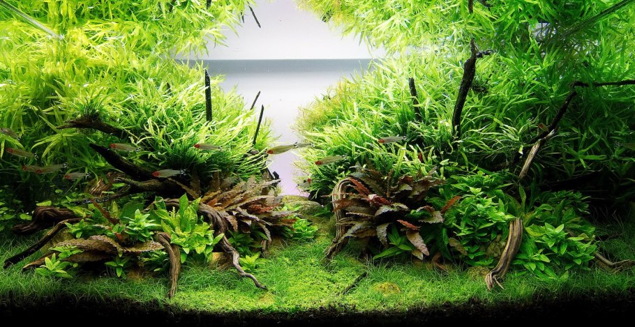 Акваскейпинг Амано