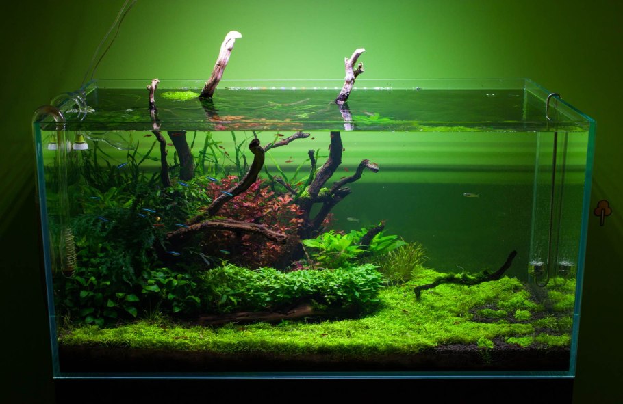 Акваскейп 55х55