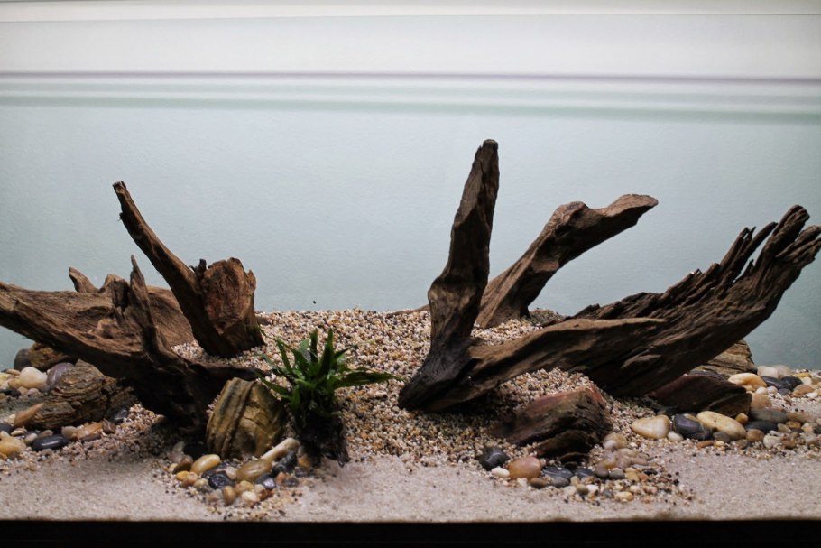 Хардскейп с корягами и камнями