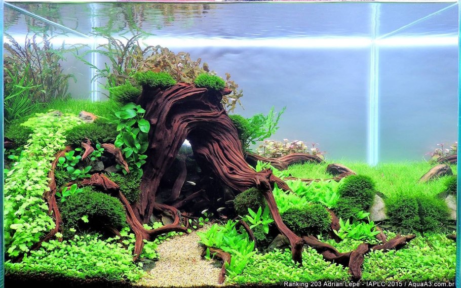 Акваскейп лоза