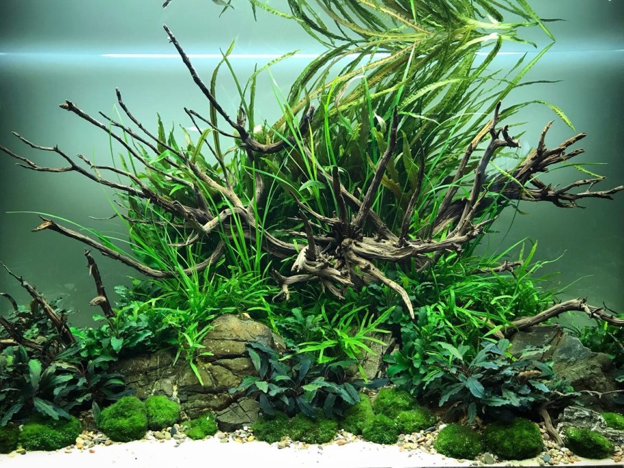 Роголистник акваскейп