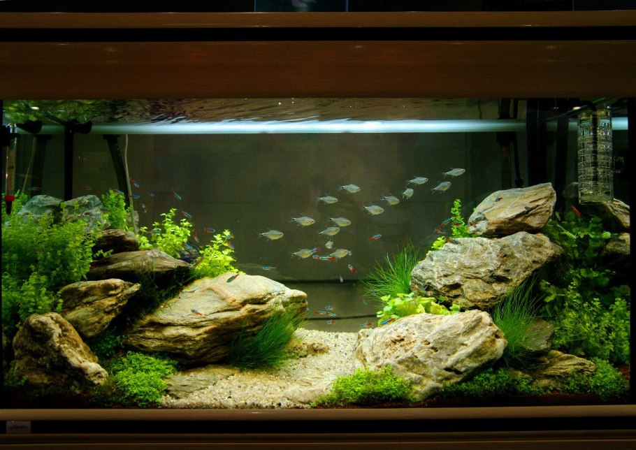 Акваскейп в аквариуме 200 литров