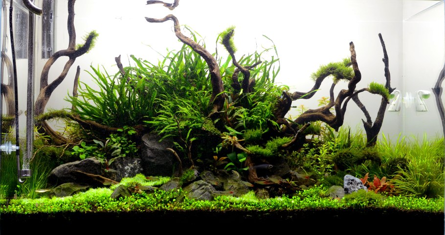 Акваскейп с корягами и камнями