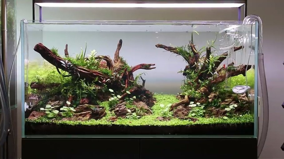 Запуск аквариума с корягой