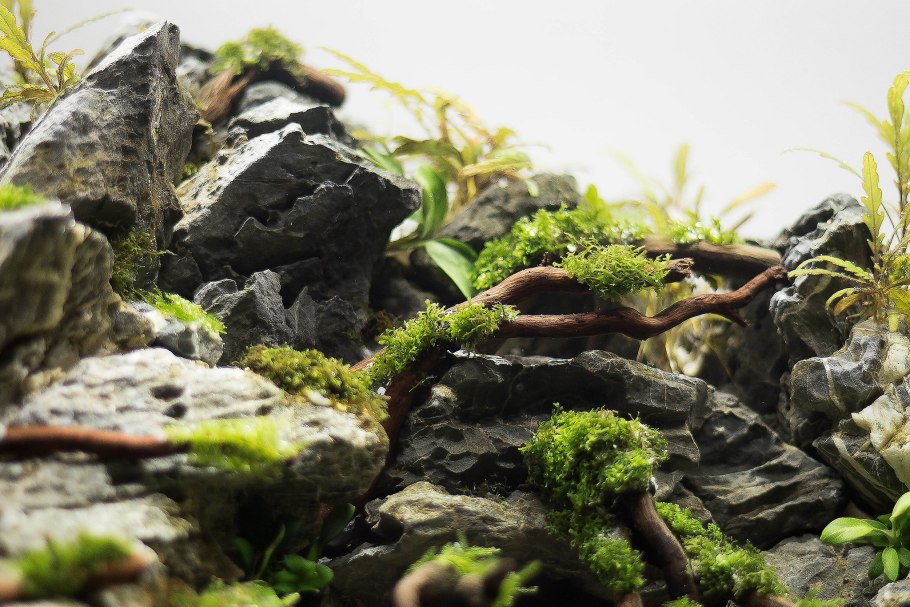 Акваскейп лес коряги