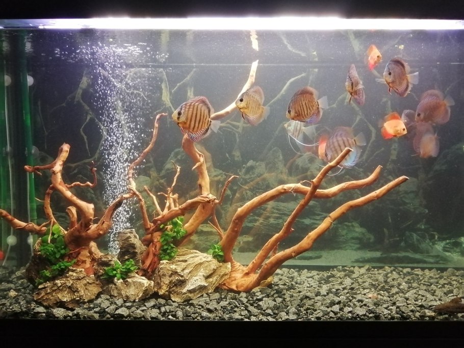 Аквариумы с дискусами и корягами