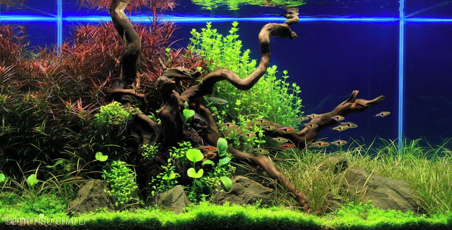 Акваскейп с корягами