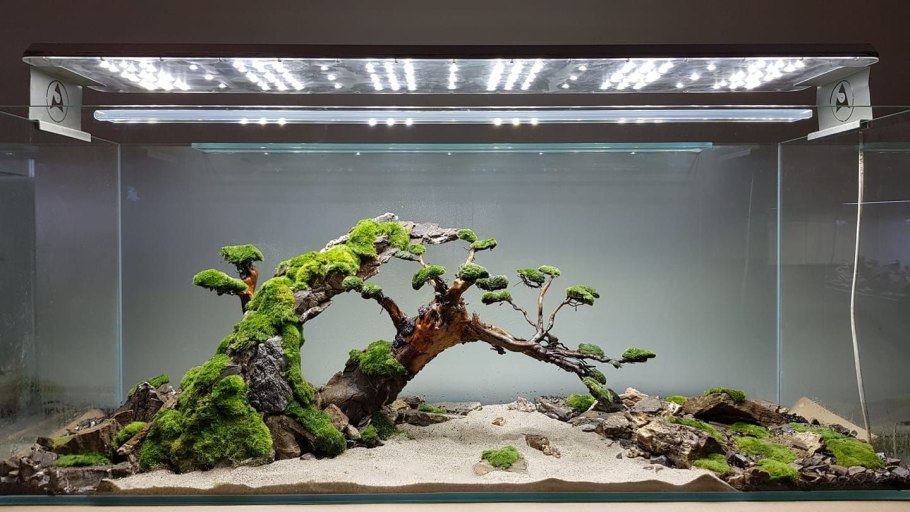 Акваскейп хардскейп