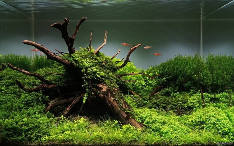 Хардскейп затопленный лес