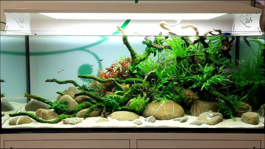 Акваскейп из анубиасов