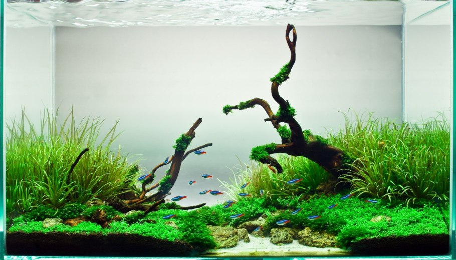 Коряга для аквариума