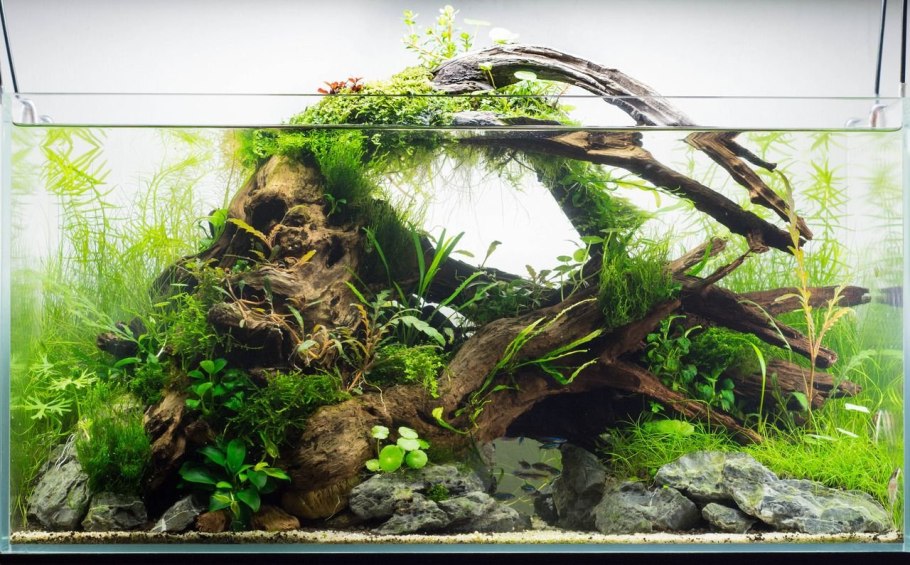 Акваскейп лоза