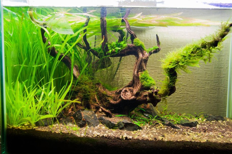 Акваскейп 300 литрового аквариума