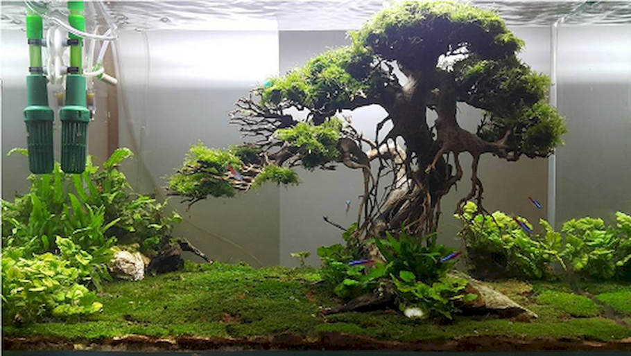 Яванский мох акваскейп