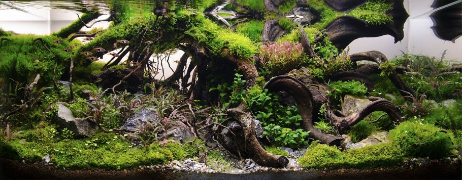 Акваскейп с корягами и камнями