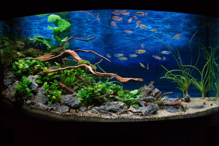 Biotop Aquarium