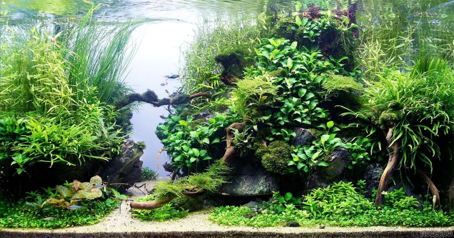 Акваскейп травник