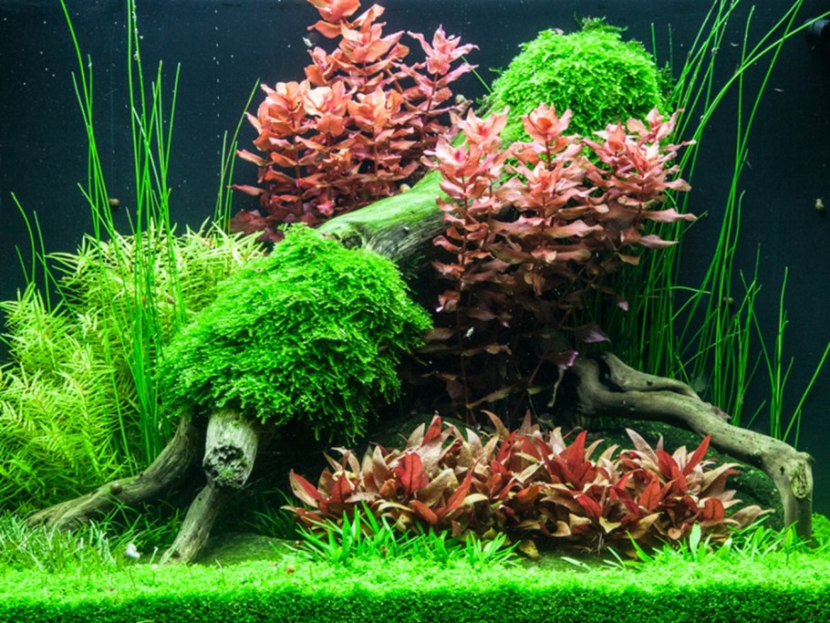 Растения для аквариума живые кустовые