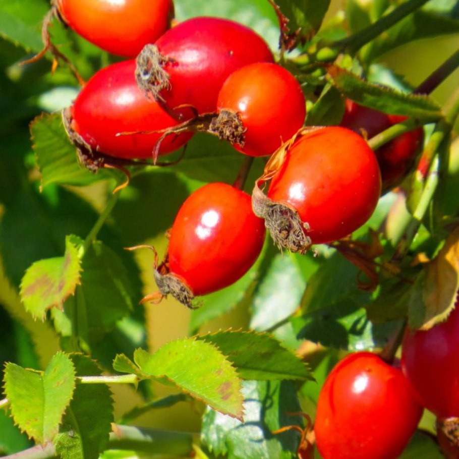 Шиповник бесшипный ВНИВИ