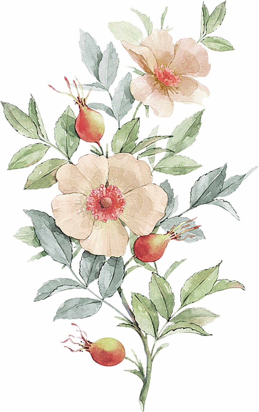 Цветы шиповника Ботаническая иллюстрация