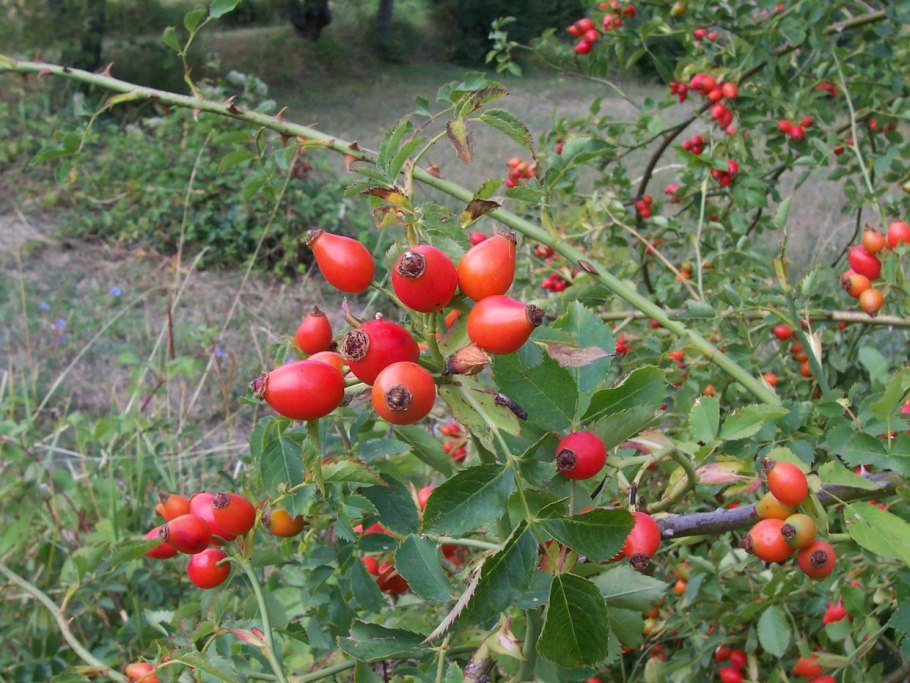 Роза собачья плоды