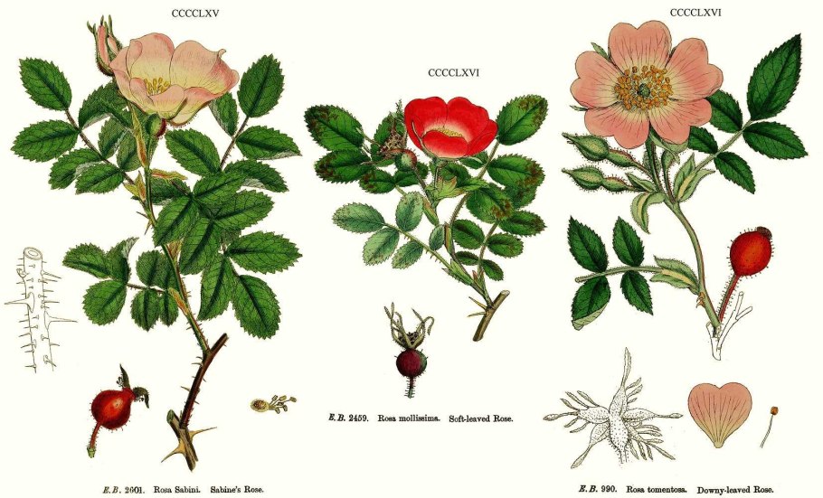 Розоцветные шиповник обыкновенный