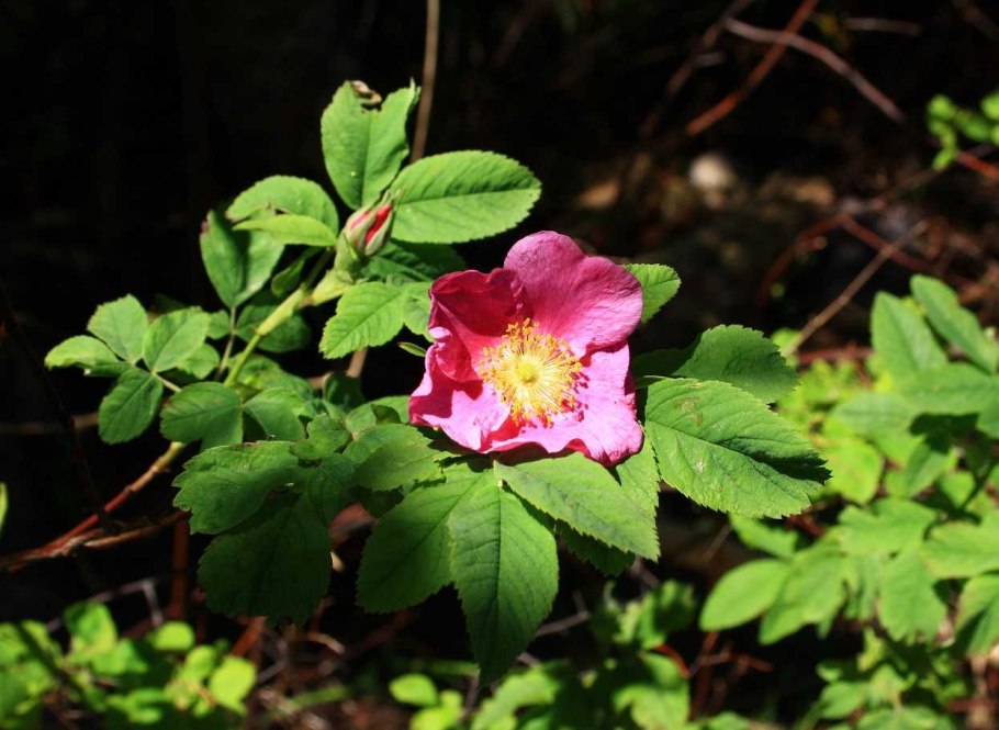 Плантация шиповника