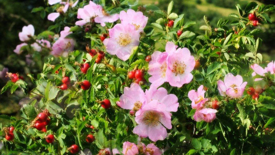 Шиповник Майский (Rosa Majalis)