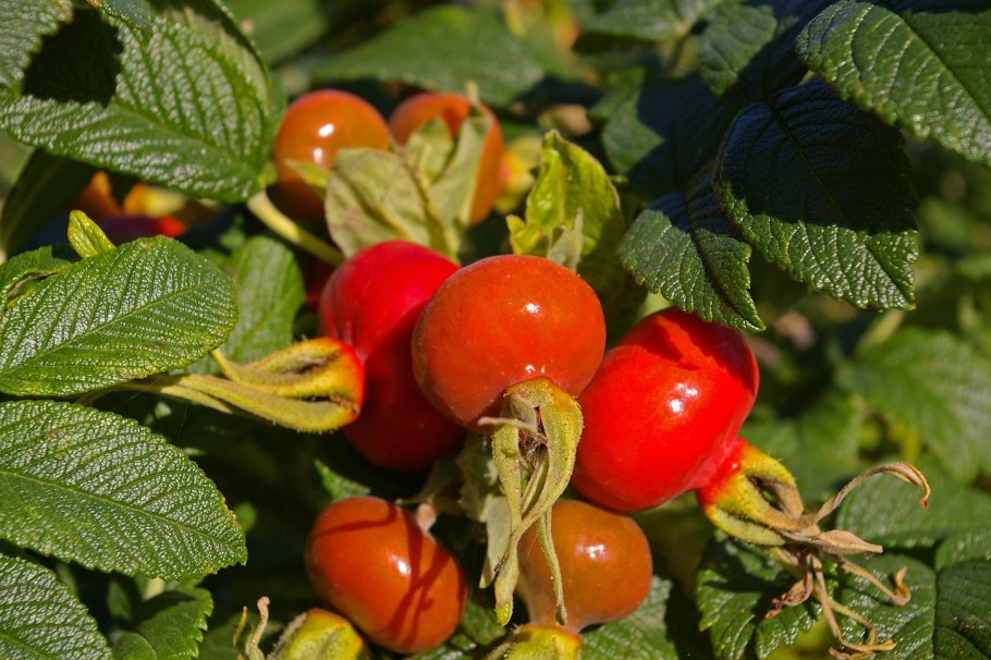 Шиповник иглистый плоды