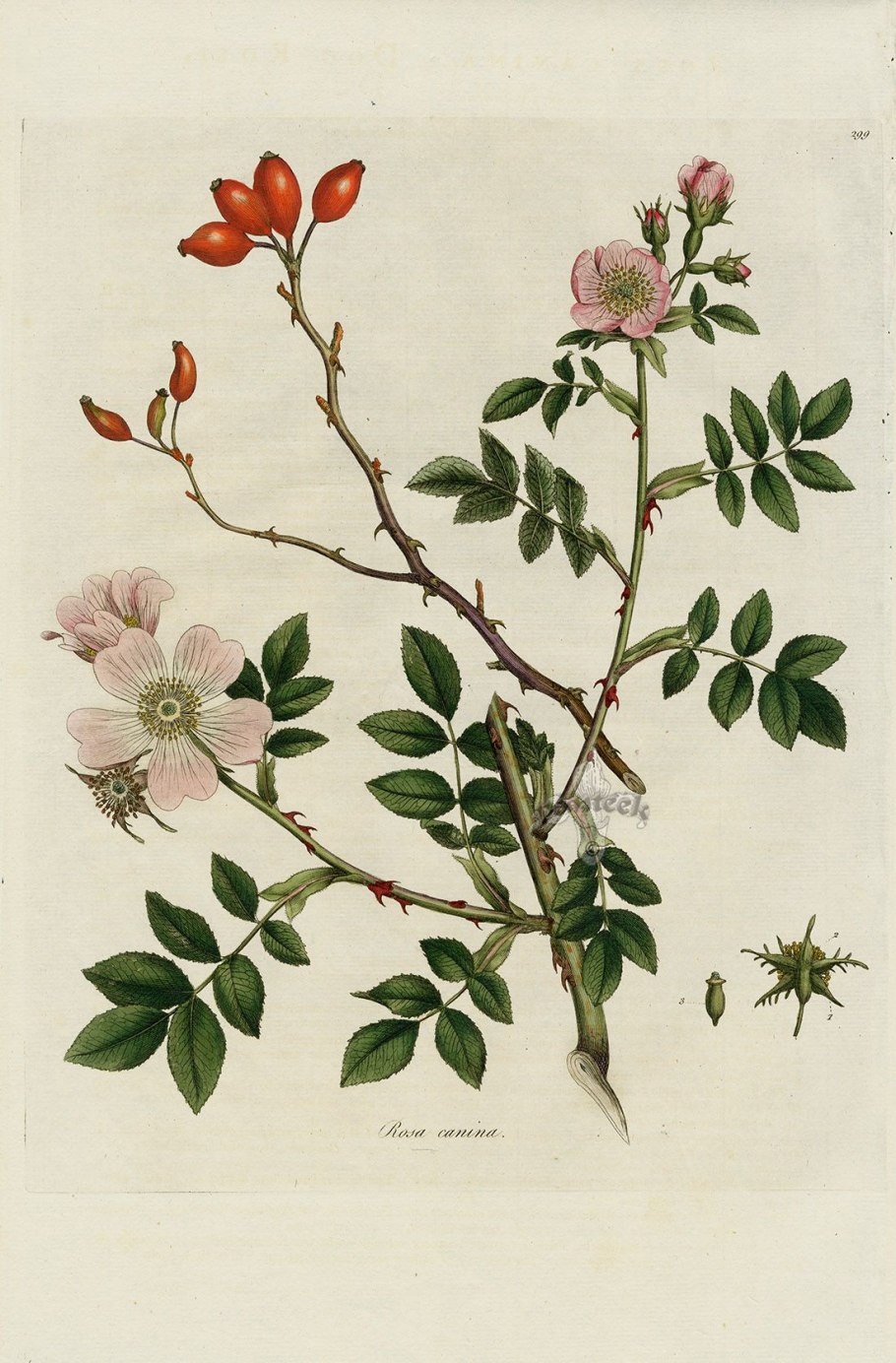 Шиповник Даурский крупноплодовые