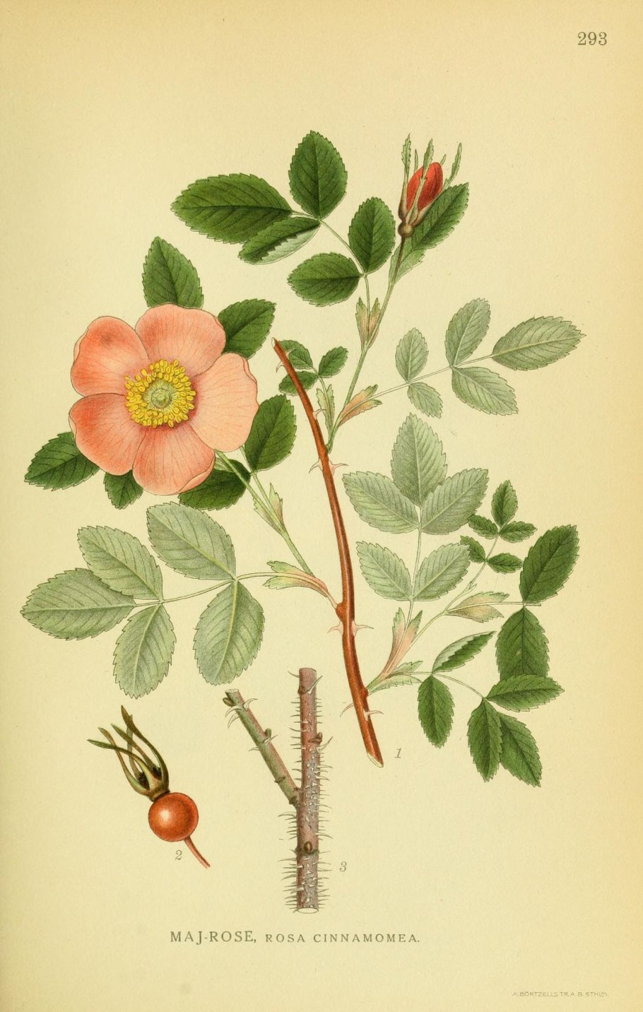 Шиповник коричный ( роза коричная)