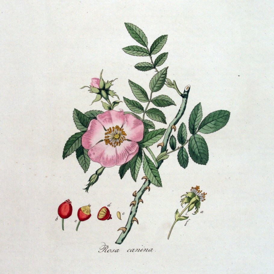 Шиповник иглистый Фармакогнозия