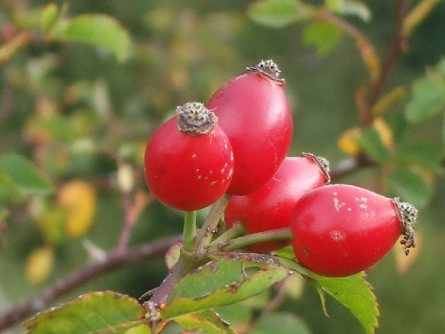 Шиповник собачий (Rosa Canina)