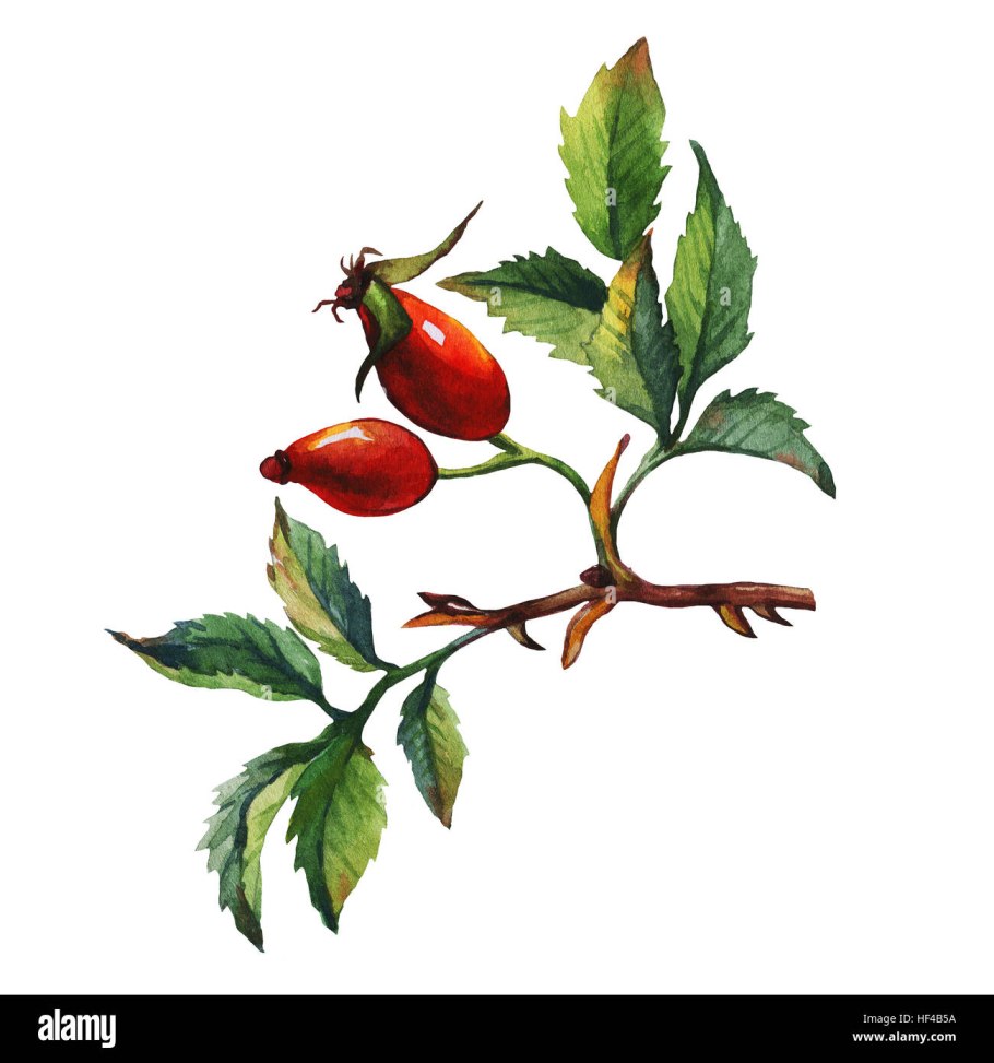 Плоды шиповника иллюстрации