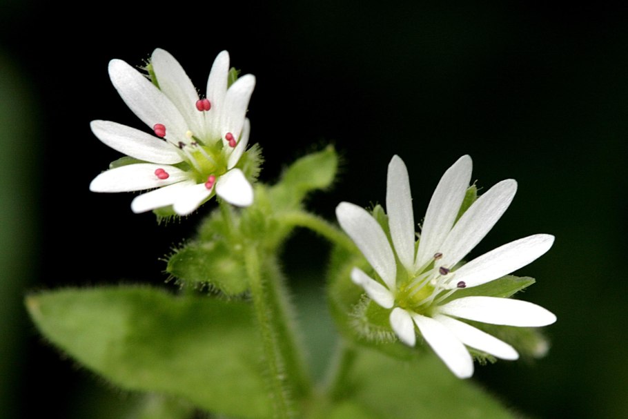 Мокрица трава