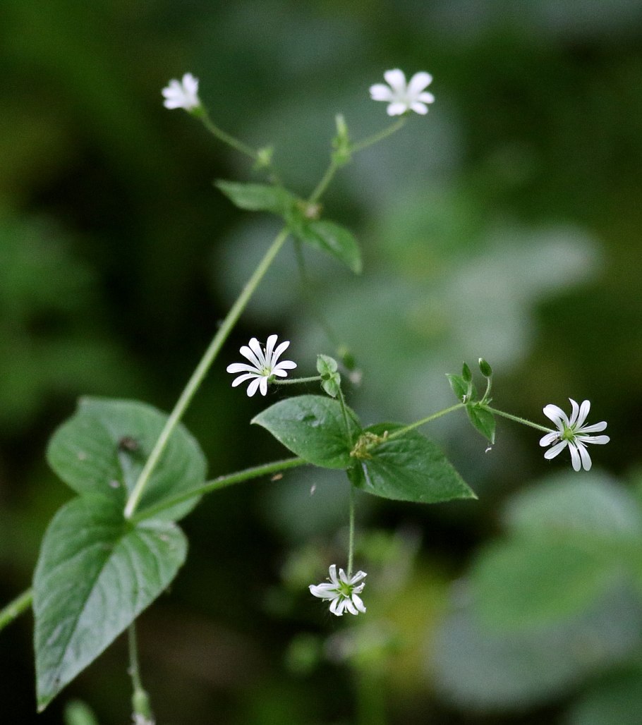 Звездчатка ланцетовидная растение