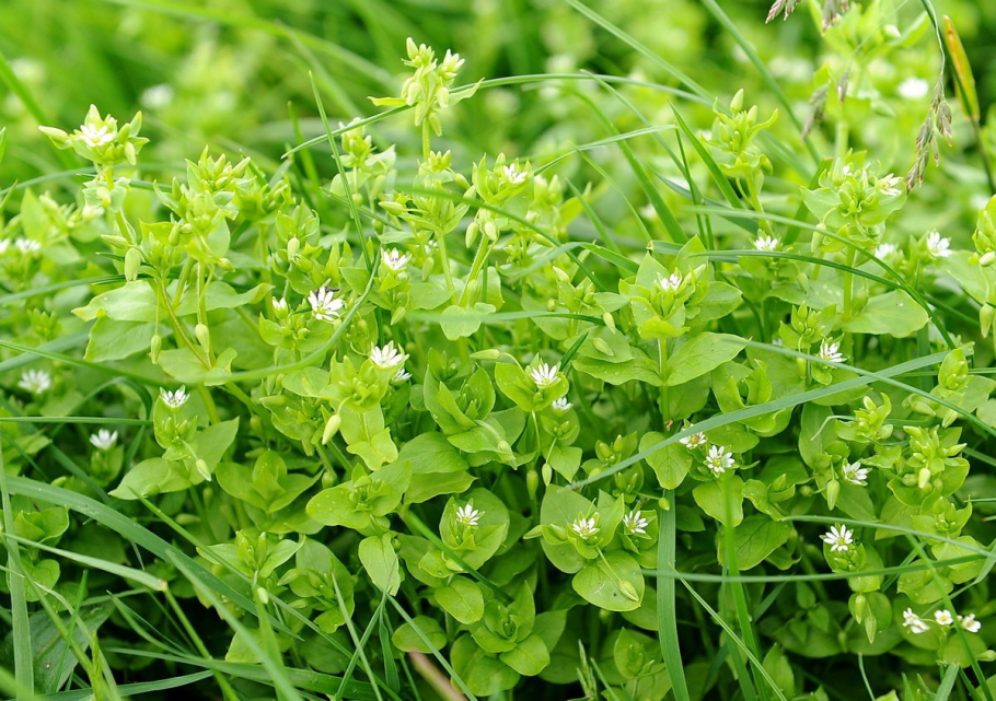 Мокрица звездчатка