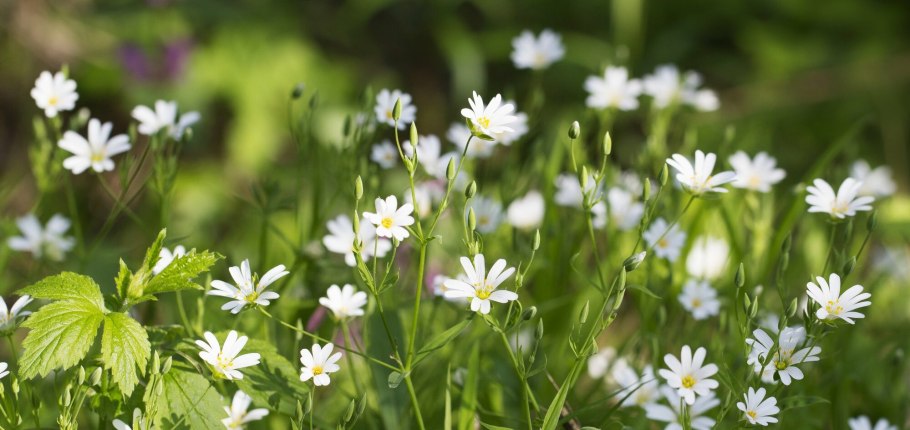 Мокрица сорняк