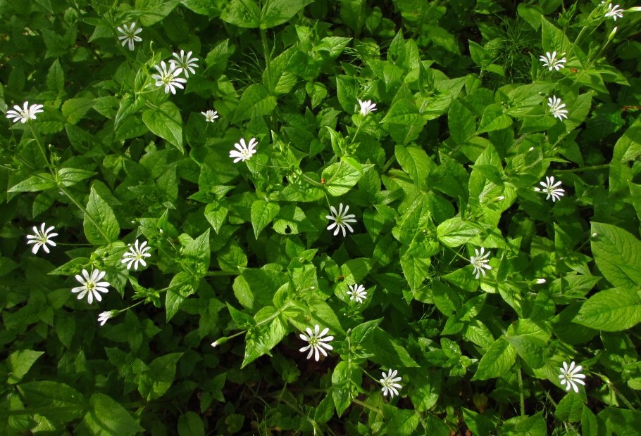 Мокрица звездчатка