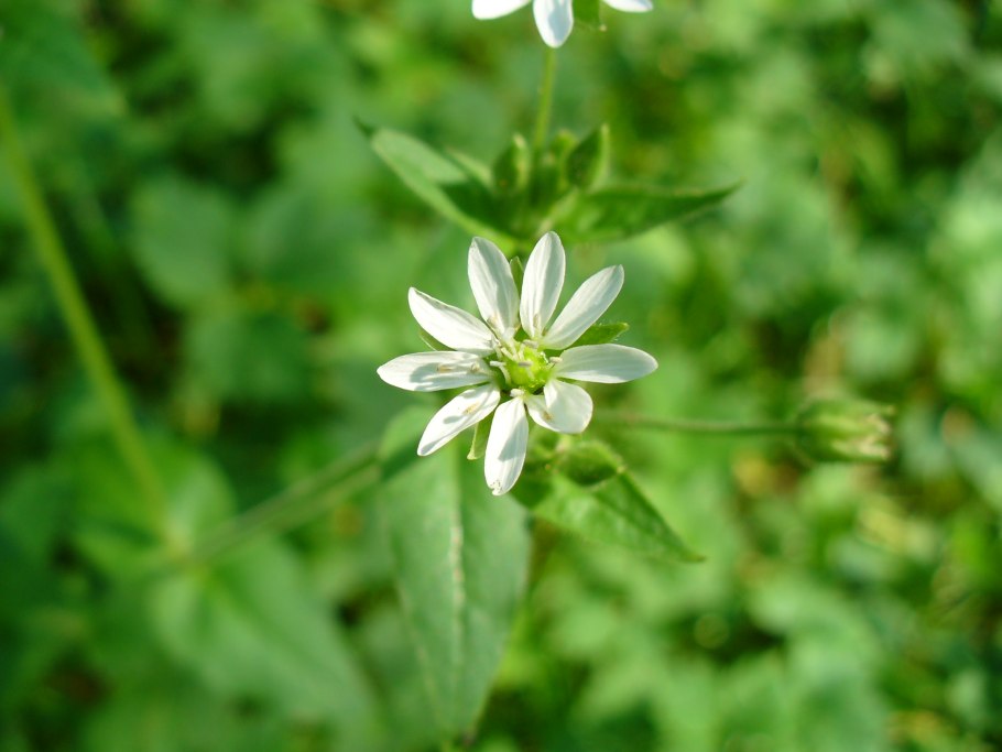 Звездчатка Бунге – Stellaria bungeana