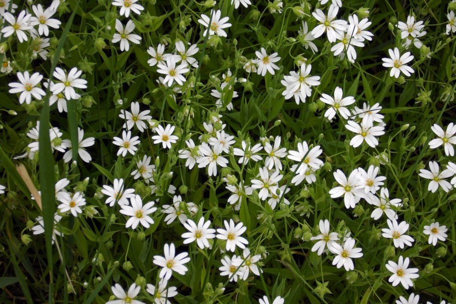 Мокрица трава