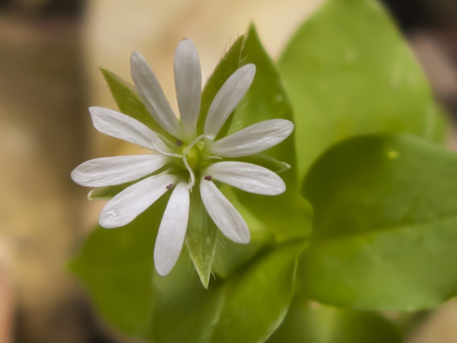 Мокрица звездчатка