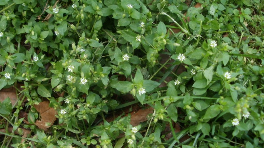 Звездчатка ланцетовидная