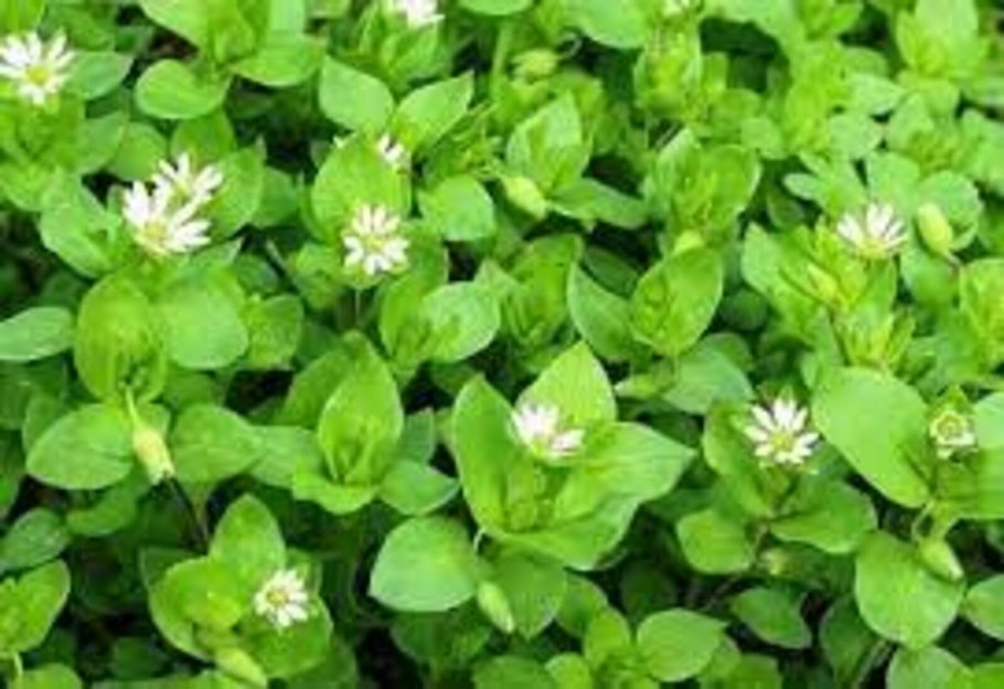 Мокрица трава съедобная