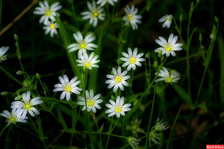 Звездчатка Лучистая