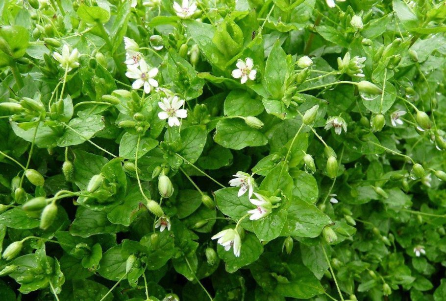 Звездчатка Стеллария