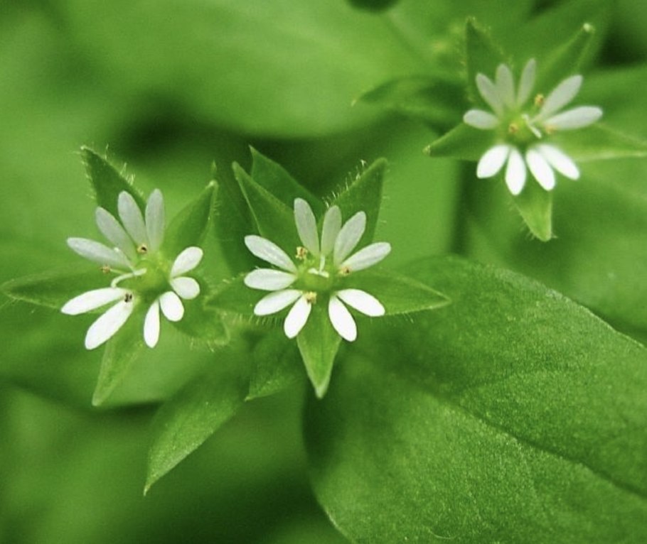 Звездчатка средняя (мокрица) (Stellaria Media)
