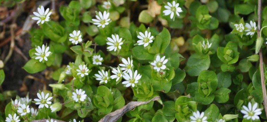 Звездчатка средняя мокрица